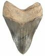 Glossy, Serrated, Fossil Megalodon Tooth #47479-2
